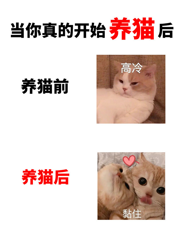 ​养猫后才发现的平替养猫好物I新手养猫