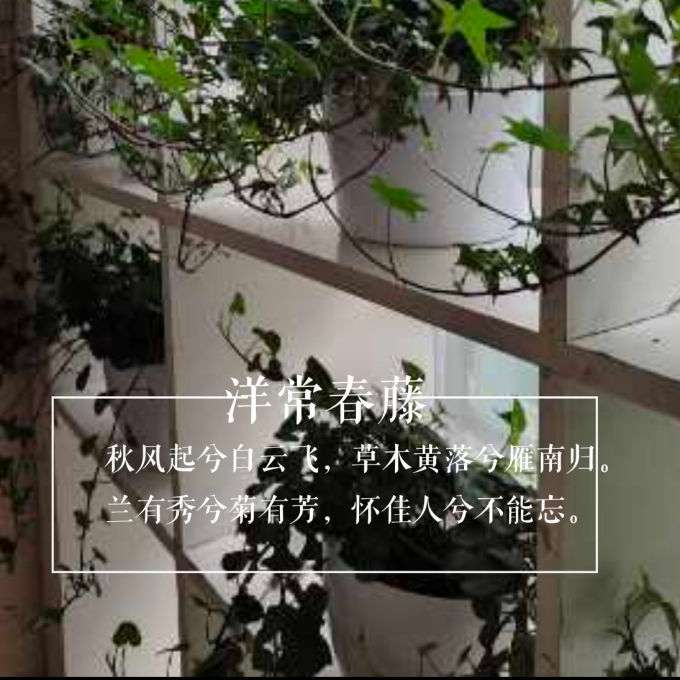 墨一盆栽