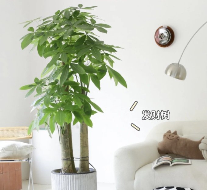 鲜花绿植