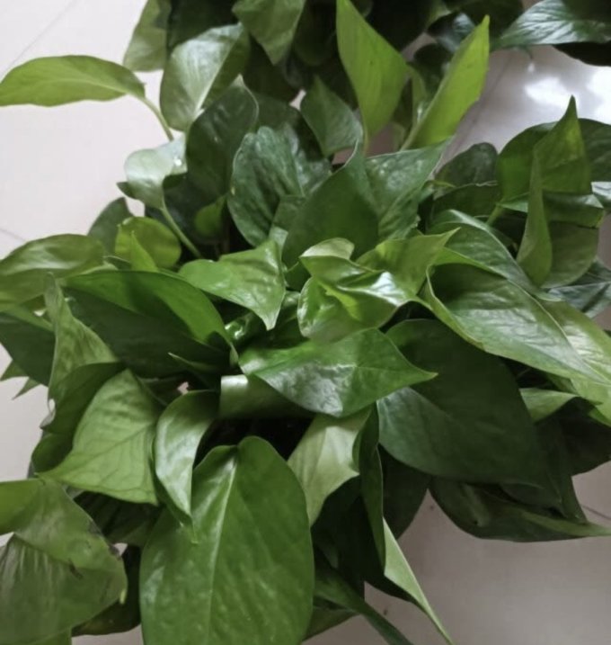 鲜花绿植