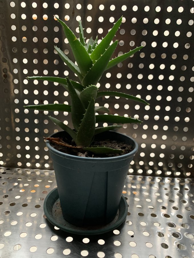 花七休盆栽