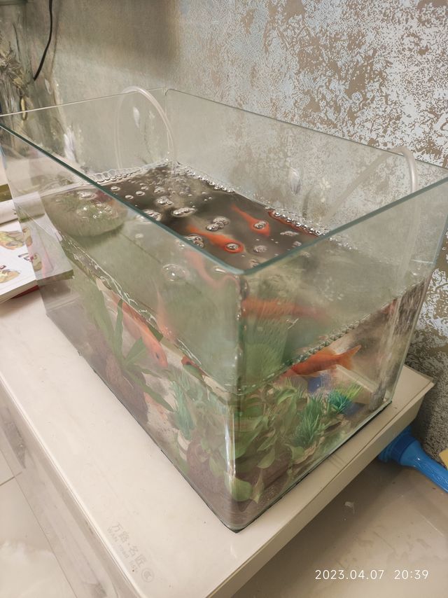 简单大气的鱼缸，金鱼活蹦乱跳