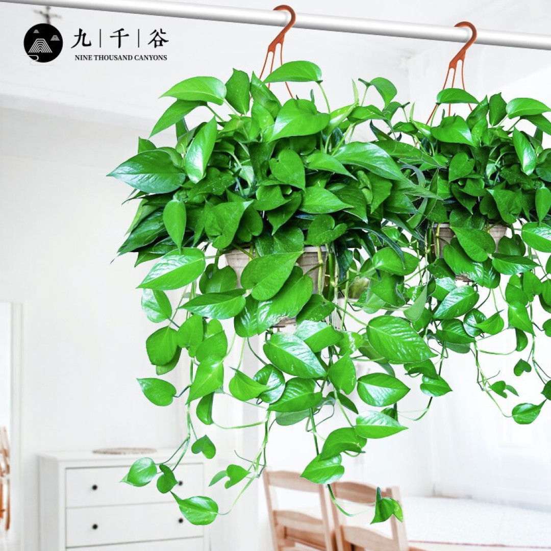 办公室养植物,这些既美观又有益的选择你不可错过。