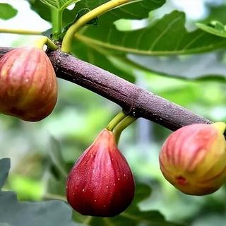 如何打理盆栽无花果，只要这几招，轻松简单，结出的果实又多还香甜