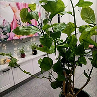 重瓣茉莉花盆栽浓香型室内绿植花卉盆景四季开花好养