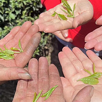 千年禅寺旁的茶园采茶