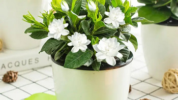 这种植物最好养，分享适合办公室养护的颜值植物，可爱漂亮还好养护！