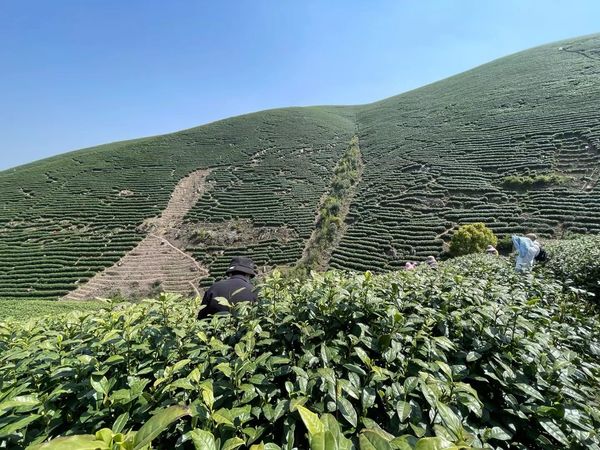 今天去山上采茶。