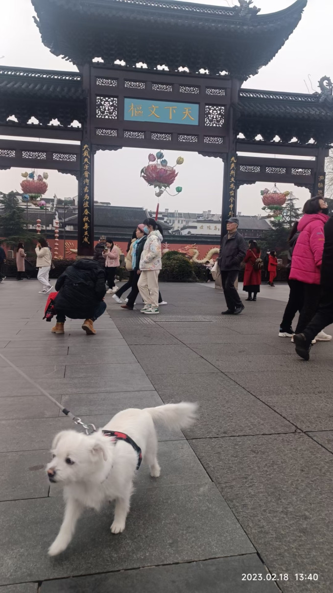 宠百思胸背牵引/项圈