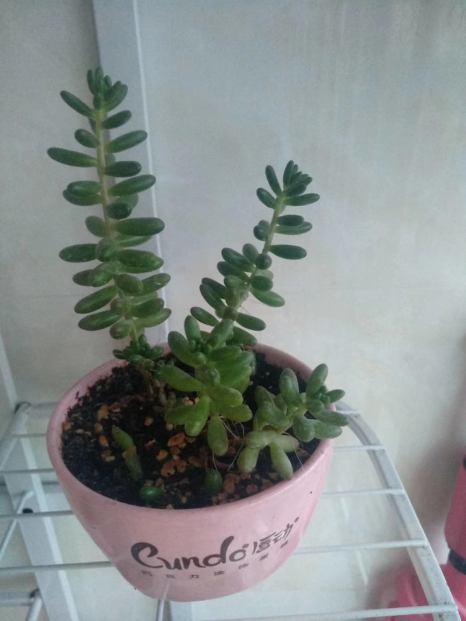 花下居鲜花绿植