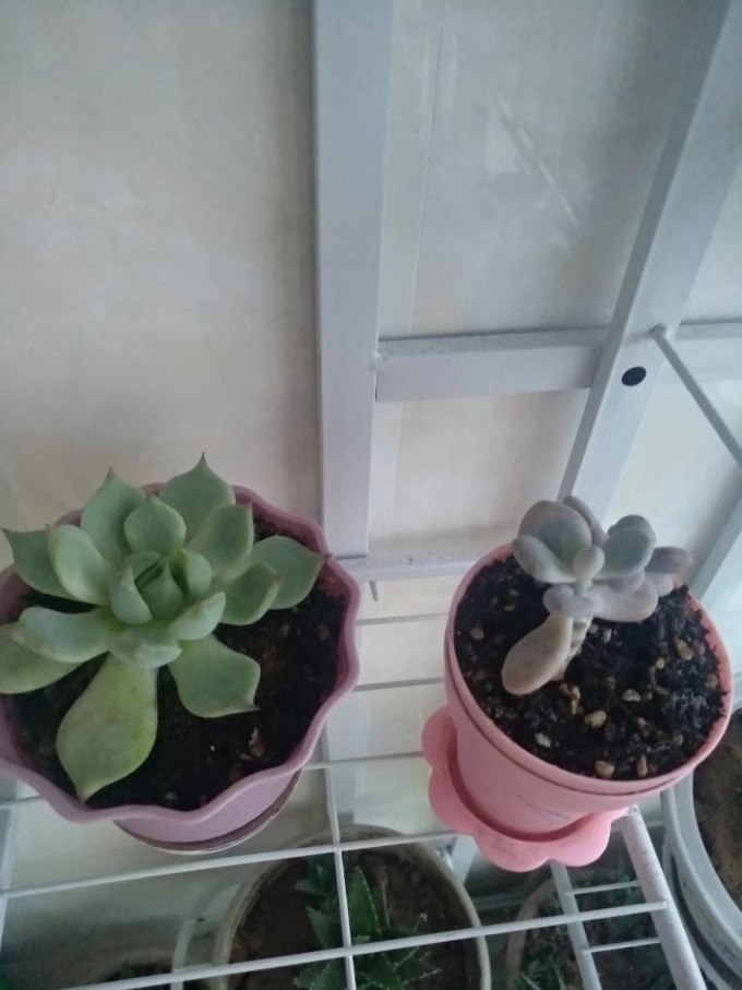 花下居鲜花绿植