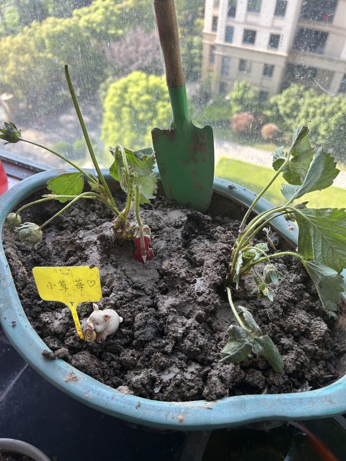 景媚鲜花绿植