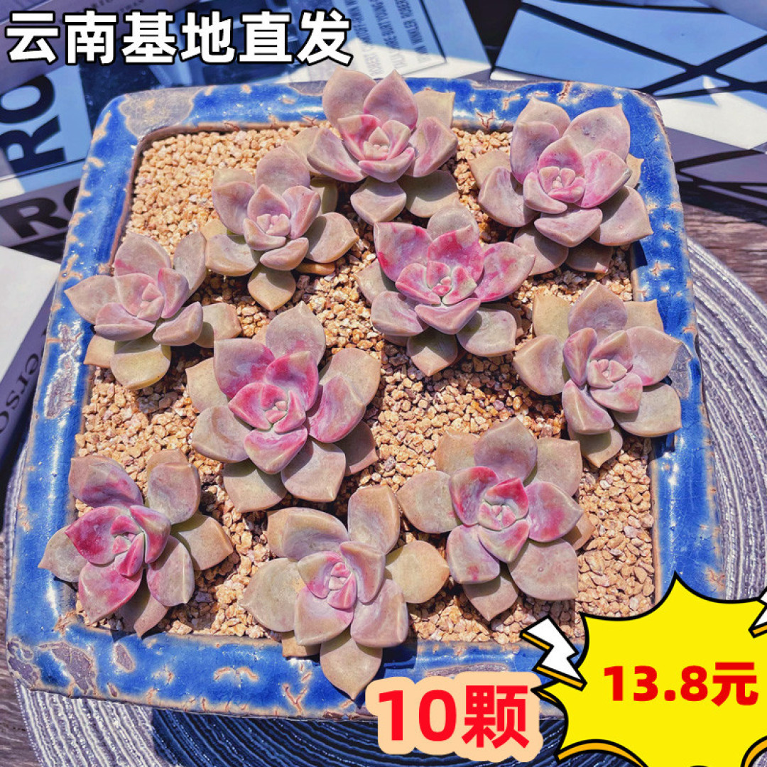 养护难度:有手就行的多肉,“春种一片叶,秋收一片紫”,我叫它“紫气东来”!