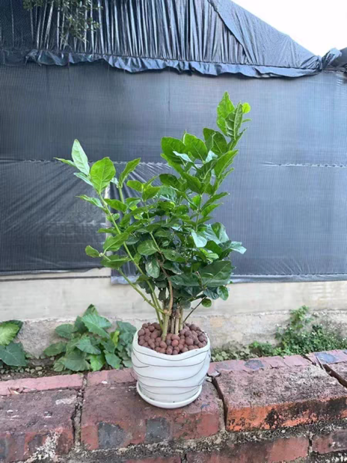 鲜花绿植