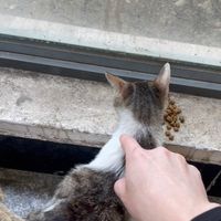 胆大的喵喵有饭吃哦～～！