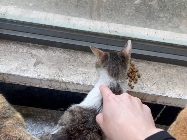 胆大的喵喵有饭吃哦～～！