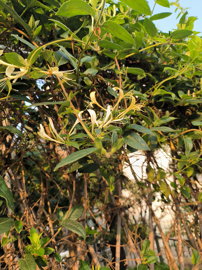 鲜花绿植