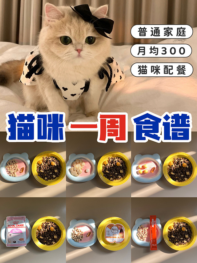 猫咪一周食谱分享|西米日常吃什么？