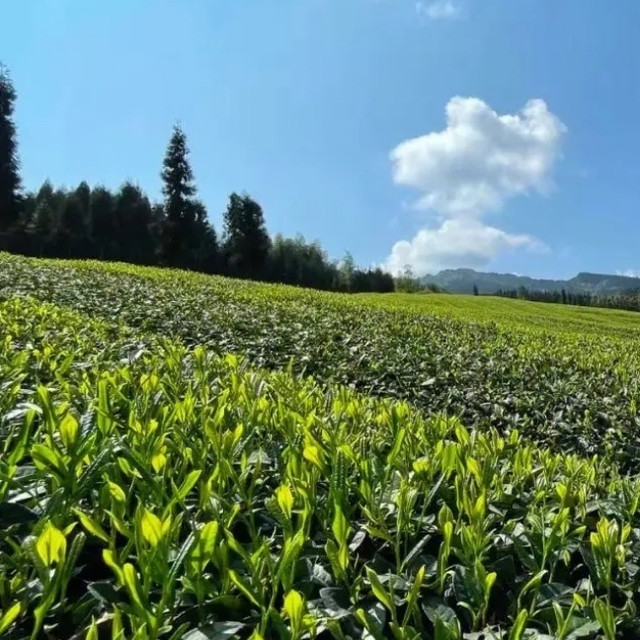 茶饮介绍之茶叶种类——篇一