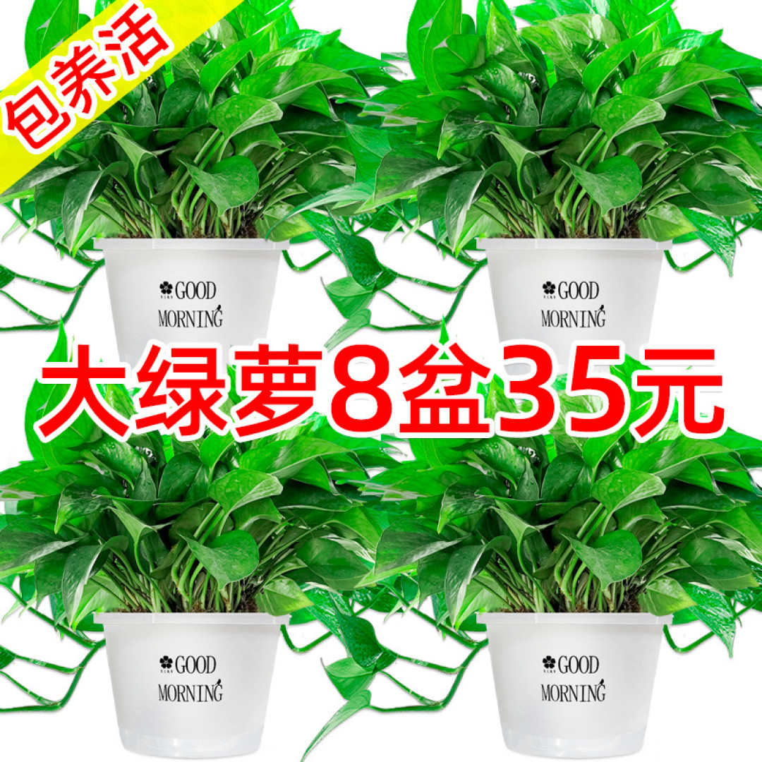 【绿萝小白的养护心得】轻松养护植物小生命，让你也成为植物爱好者！
