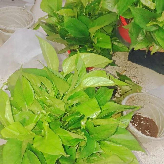 绿油油的绿萝会让你心情更好