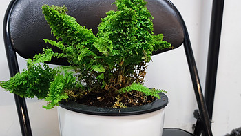 无窗办公室可以养的绿植——波斯顿蕨
