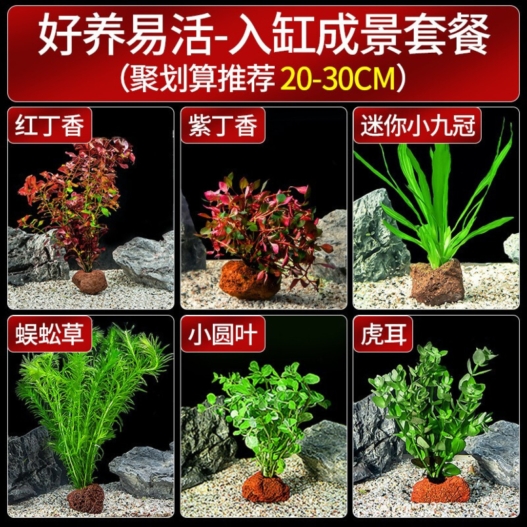 一个小缸,2棵水草,三个螺,搭建一个小型桌面水族箱