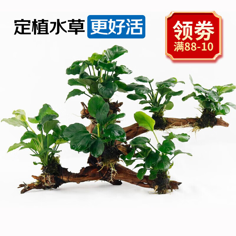 居家养鱼,就选孔雀鱼,神奇的孔雀鱼应该这么养
