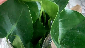 在家里面首选，超级好养的绿植龟背竹。