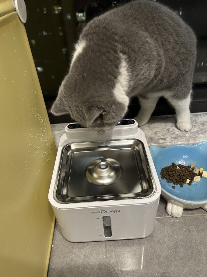 小甜橙宠物食具水具