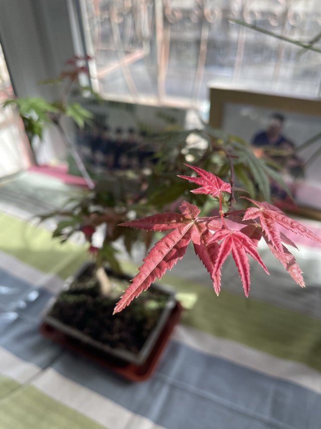 为了这盆红枫，我打算换个nb的床单了