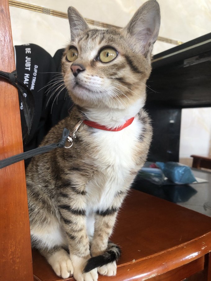 猫咪