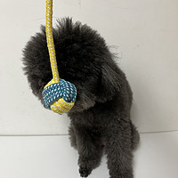 对于狗子来说，绳结玩具算是极耐咬的玩具