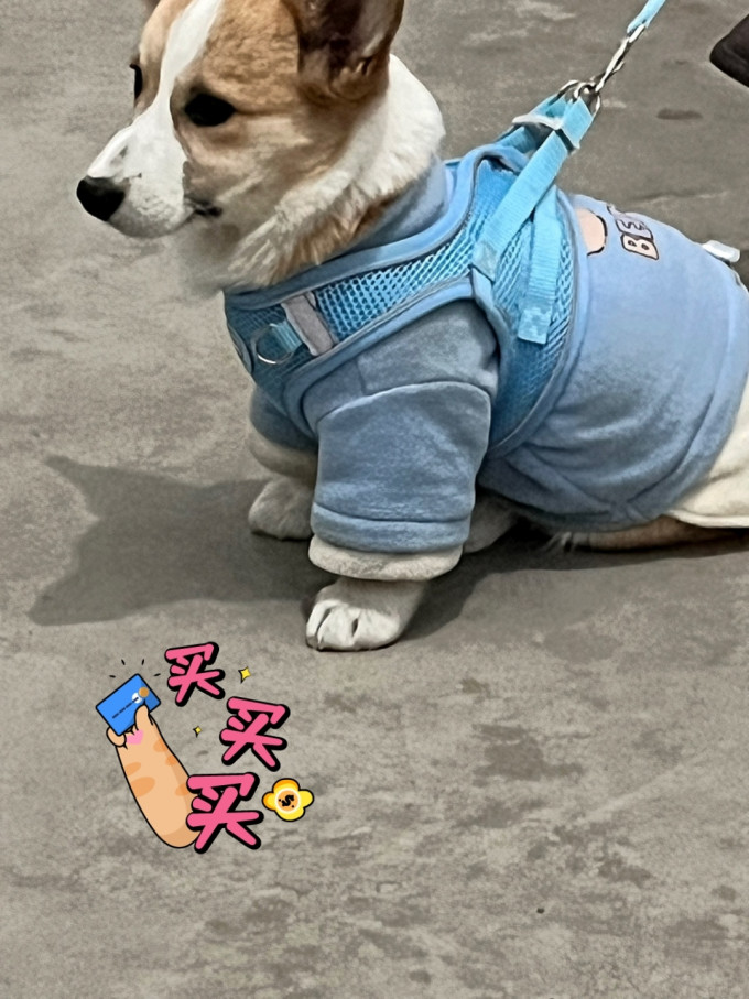 悠梵萌胸背牵引/项圈