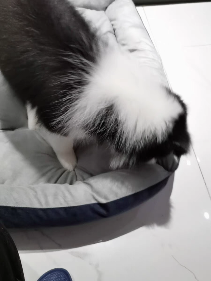 猫狗窝