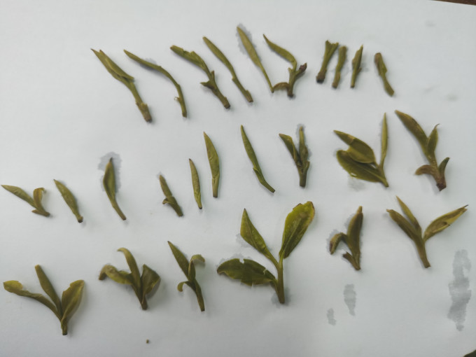 卢正浩茶类