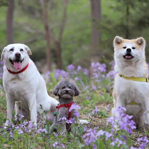 靠谱易消化的老年犬狗粮推荐丨肠胃不好选择什么狗粮比较好？