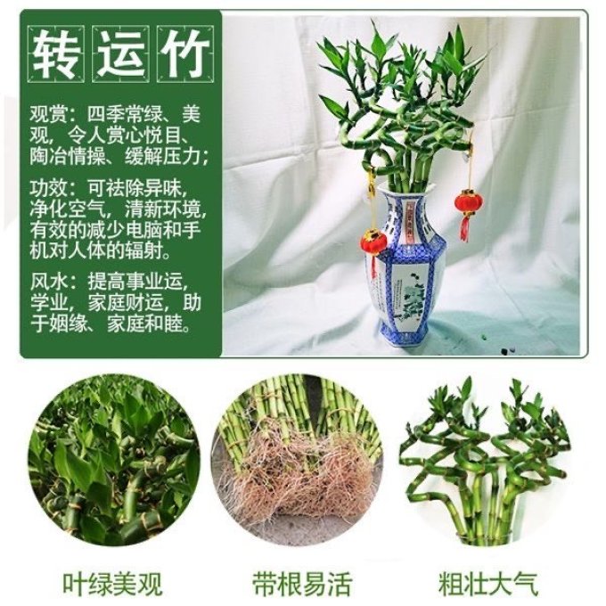 盆栽