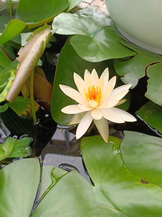 鲜花绿植
