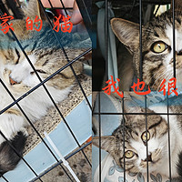 我给别人家“养”了一只猫 看我给别人家的猫都买了什么