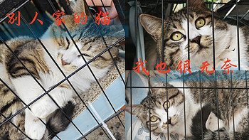 我给别人家“养”了一只猫 看我给别人家的猫都买了什么