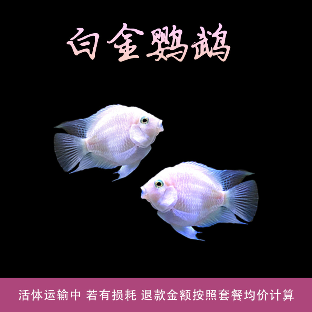 总结十种常见观赏鱼最特别的槽点,想养的提前做好功课
