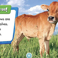如水妈妈碎碎念 篇二十七：想带孩子去农场观察奶牛，怎样既有趣有能帮助孩子进一步了解他最爱的「牛牛」？