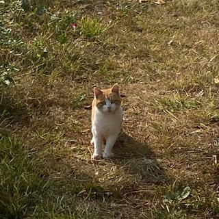 晒晒手机里的流浪猫，真实分享，为爱发电～