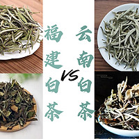 又是一年春茶季，云南白茶VS福建白茶，一文教你如何分清白茶的等级，让你选到适合自己的好茶！