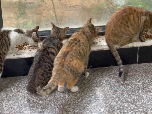 吃饭，就是要一家人整整齐齐的！