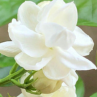 养茉莉花，就用“2招”，一株开花400朵，花香满屋，长叶又开花