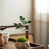 植物 篇十六：简单易养的盆栽植物——九里香