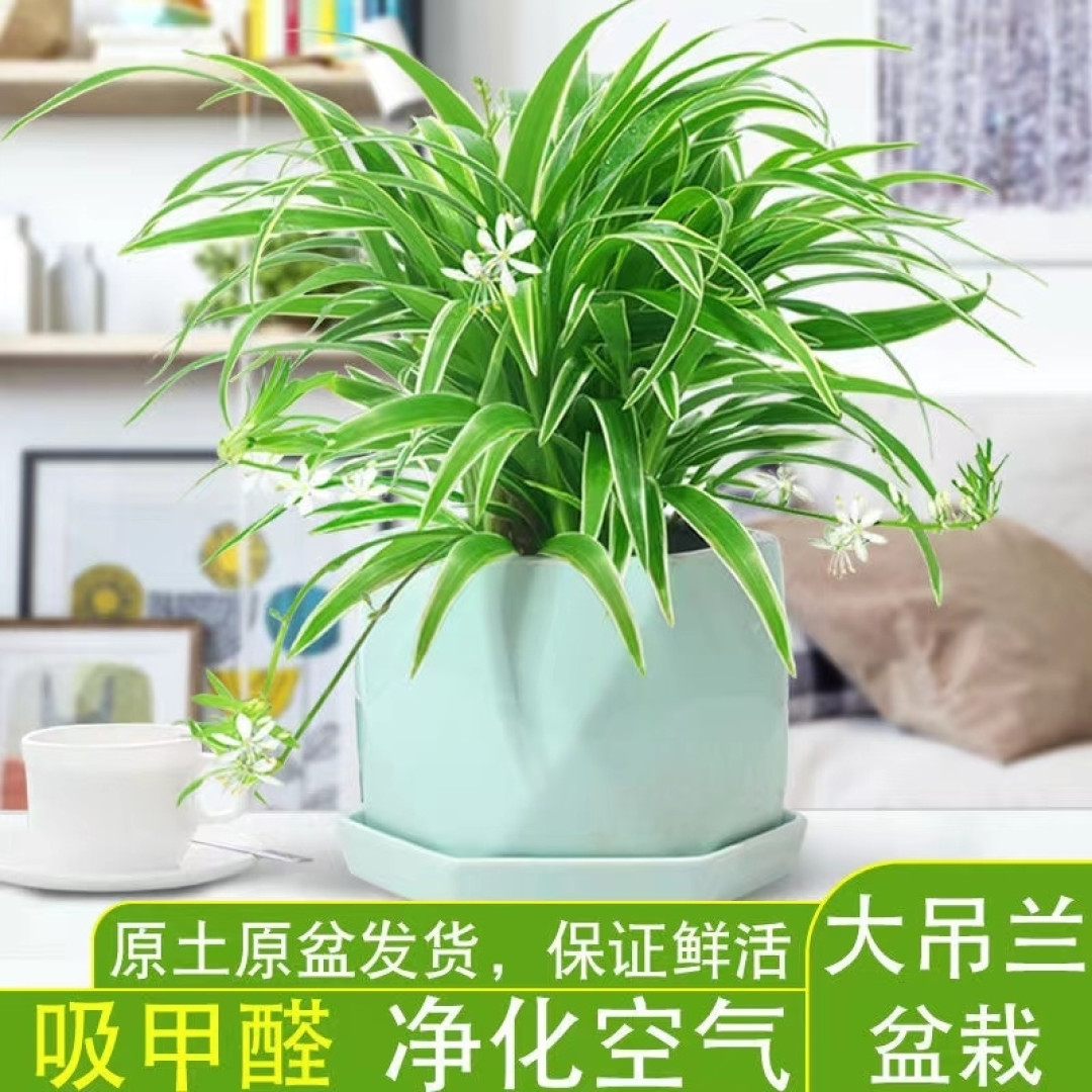 想让你的工作环境更健康?你需要这几种最适合办公室的室内植物