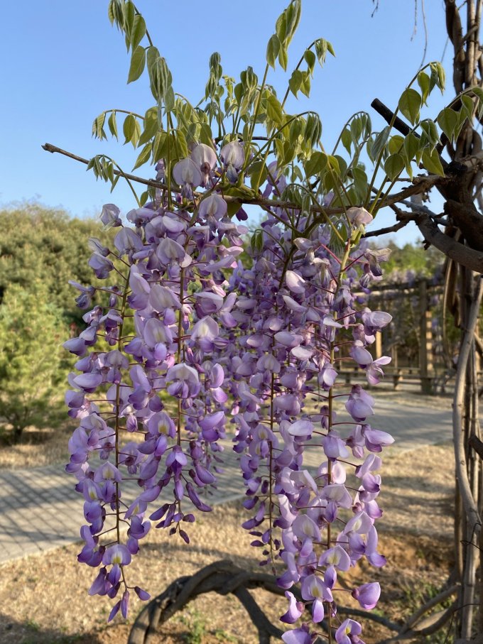 秋忆浓鲜花绿植